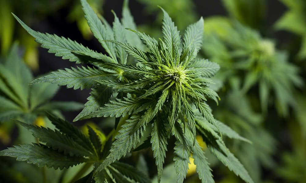 Buy Weed Online Canada - Weed Superstore - ToGo Weed