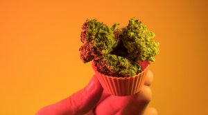 Purple OG Strain Review