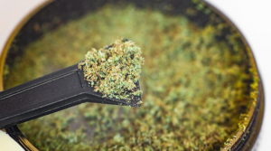 The Best Cannabis Concentrates for Beginners