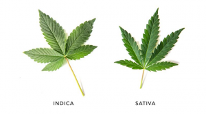 The Real Difference Between Sativa vs Indica