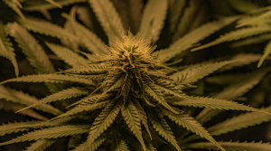 Afghan Kush Strain Review