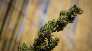 20 Best and Strongest Marijuana Strains of 2019