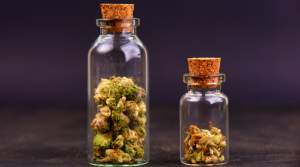 Things to Know Before You Set Foot in a Cannabis Dispensary