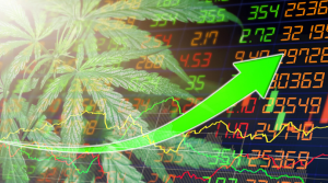 Beginner’s Guide to Investing in Marijuana Stocks