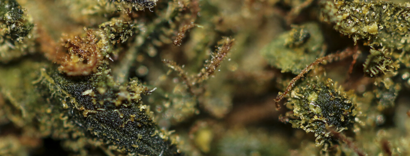 What to Expect with Gorilla Glue