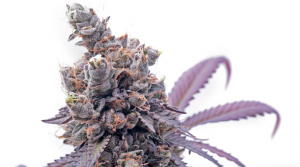 Gelato Strain Review