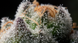 Trichomes Complete Guide 1