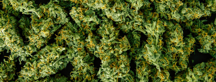 Marijuana and Anxiety: A Good or Bad Match? 2 Drawbacks of Cannabis