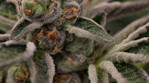 Strain Review Girl Scout Cookies