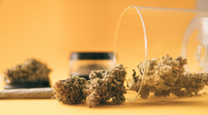 Strain Review Pink Tuna