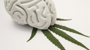 8 Best Marijuana Strains to Motivate the Mind