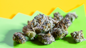 Strains That Will Make You Feel More Social