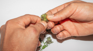 Head High vs. Body High Whats the Difference