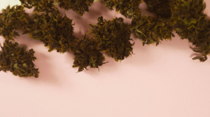 Pink Kush Strain Review