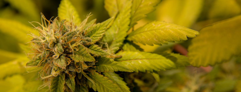 Northern Lights Northern Lights