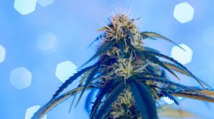 7 Best Strains to Get You Through the Cold