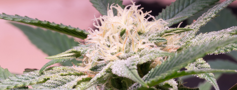 Buying Weed in the Winter Buying Weed in the Winter