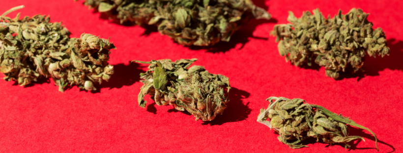 Chocolope Chocolope