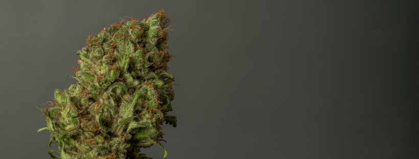 Surviving Winter With Weed Wrap up Surviving Winter With Weed Wrap up