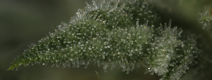 The Role of Terpenes and Flavonoids The Role of Terpenes and Flavonoids