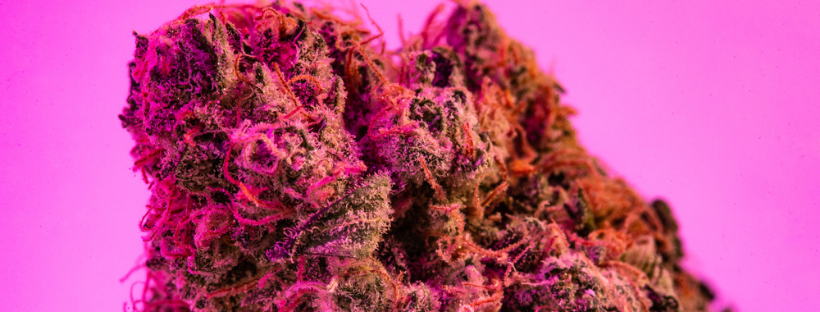 4 Tropical Cannabis Strains to Try