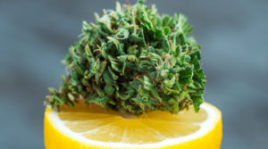 Top 5 Citrus flavoured Cannabis Strains