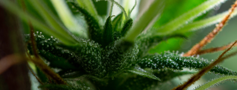 What Gives Cannabis Strains Their Unique Attributes