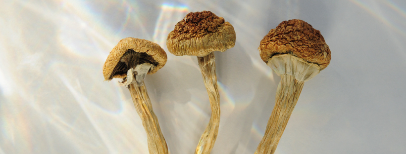 Buying Magic Mushrooms Online