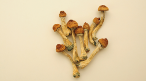 Differences Among Magic Mushroom Strains and Their Trips
