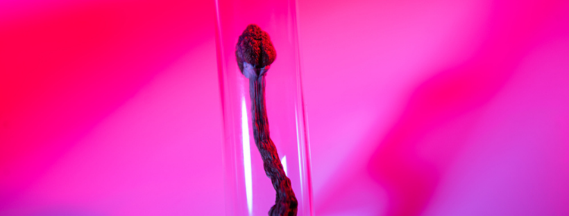 Good Trip Vs Bad Trip