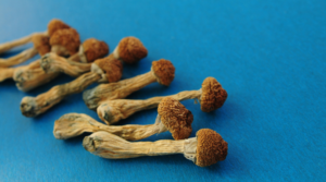 How Do Psilocybin ‘Magic Mushrooms Work