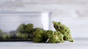 Northern Lights Strain Review