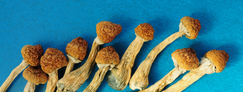 The Case for Microdosing Magic Mushrooms