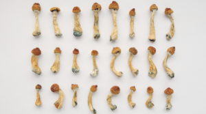 The Guide to Magic Mushroom Dosing Picking and Tripping
