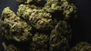 Apple Pie Strain Review