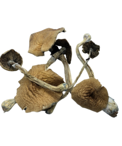 Dried Magic Mushrooms