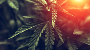 High Energy Cannabis Strains To Help You Welcome Spring
