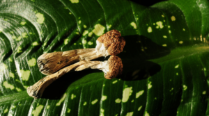 How to Take Psilocybin Magic Mushrooms