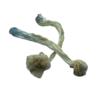 Koh Samui Super Strain Magic Mushrooms 1 KSS SOLO
