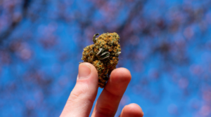 What Does It Feel Like to Be High on Marijuana