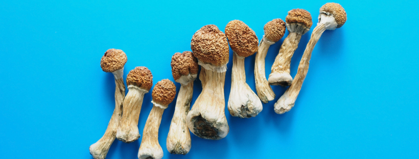 What Effects Do Magic Mushrooms Have