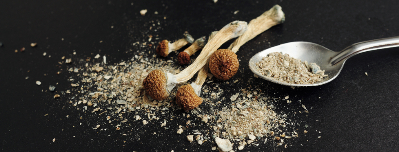 A Shroom Recipe Just for You A Shroom Recipe Just for You