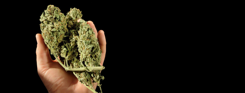 How Cannabis Hybrids Are Created How Cannabis Hybrids Are Created