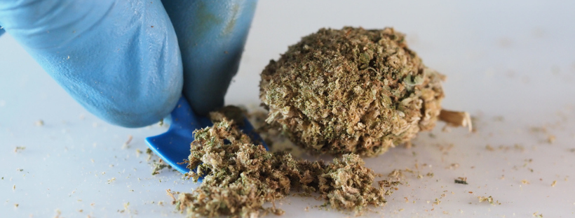 The Types of Cannabis Plants The Types of Cannabis Plants