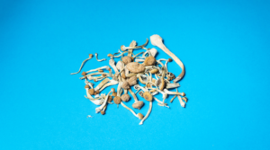 How to Dry Magic Mushrooms