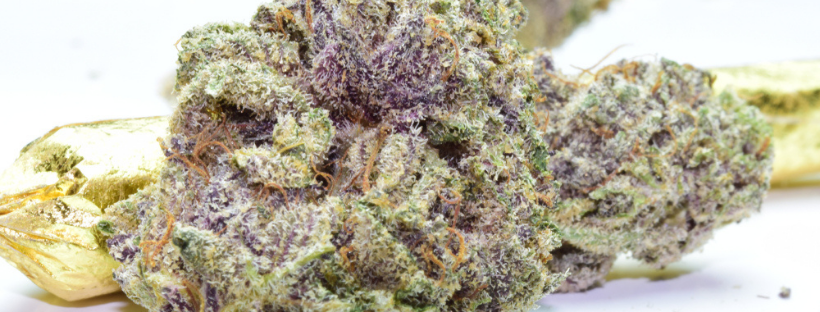 Purple Kush Purple Kush