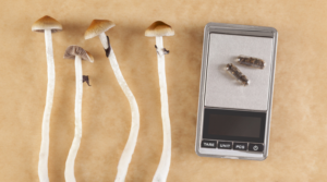 Amazing Wellness Benefits of Shroom Capsules