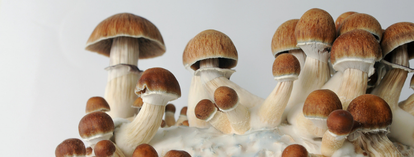 How Magic Mushrooms Appeared in Canada How Magic Mushrooms Appeared in Canada
