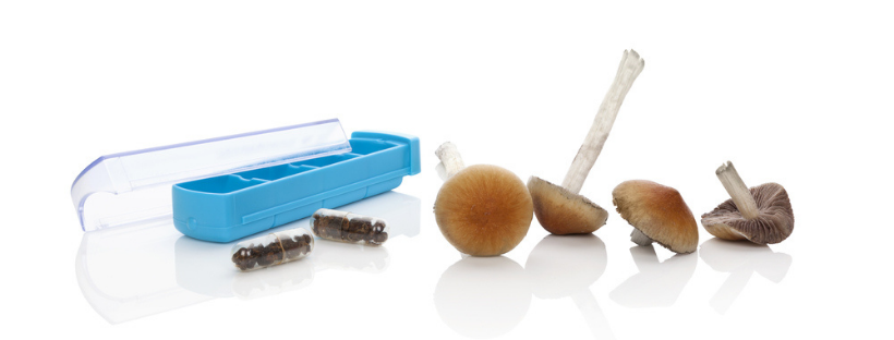 Key Benefits to Using Shroom Capsules Key Benefits to Using Shroom Capsules