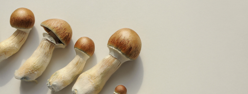 The Common Effects of Magic Mushrooms The Common Effects of Magic Mushrooms